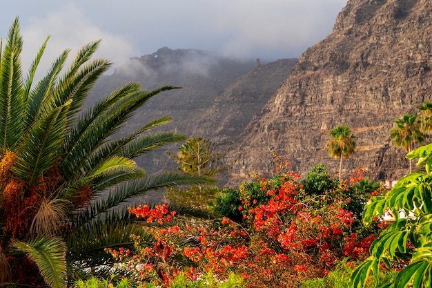 Free photo tropical colorful forest with mountain