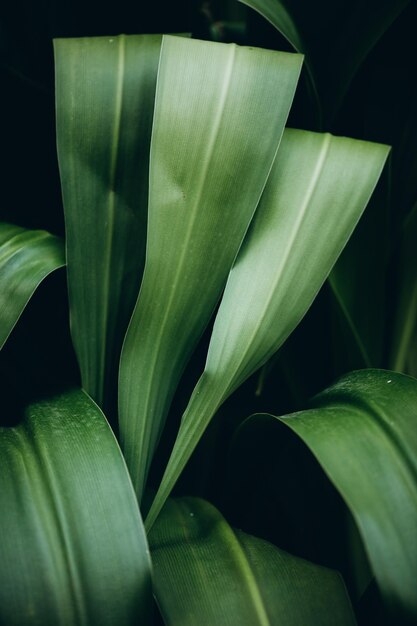 Tropical dark green leaves of palm tree