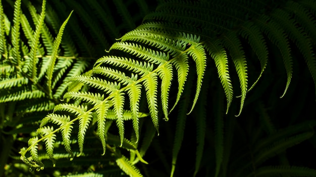 Free photo tropical fern leaves with shadows