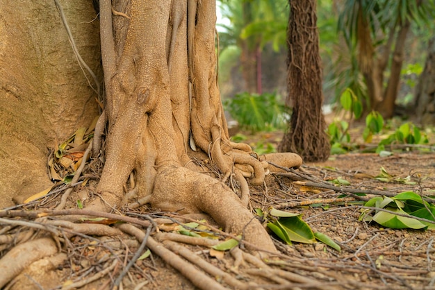 Free Photo tropical ficus tree roots. winding roots closeup with aerial roots in soft focus on background.