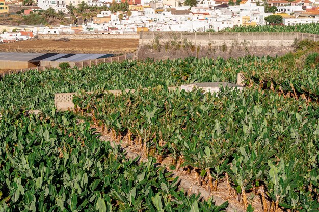 Tropical field with village background