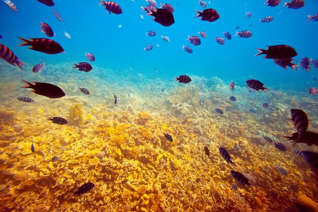 tropical fishes on coral reef area