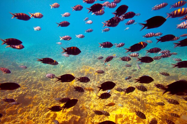 tropical fishes at coral reef area