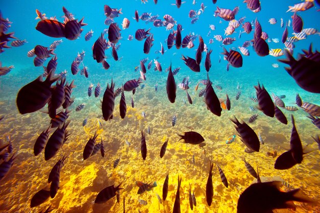 tropical fishes on coral reef