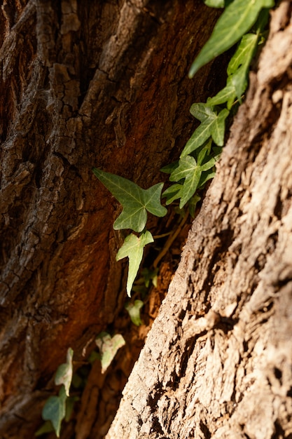 Free photo tropical forest captured in daylight