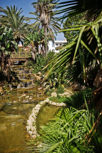 Tropical garden with a small artificial pond and palm trees around it