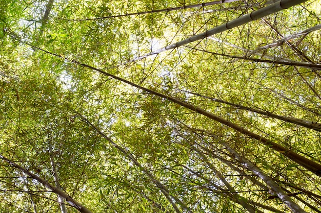 Free photo tropical green bamboo forest