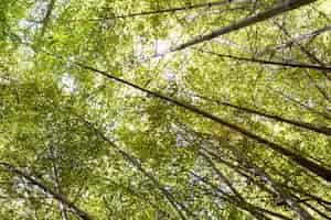 Free photo tropical green bamboo forest