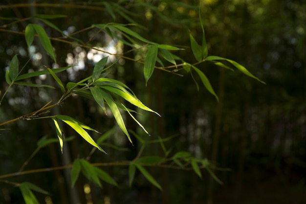 Tropical green bamboo forest