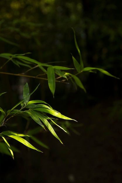 Free photo tropical green bamboo forest