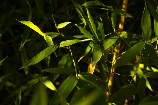 Tropical green bamboo forest