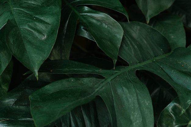 Tropical green leaves background