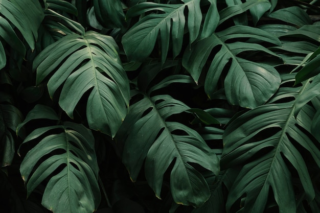 Tropical green leaves background