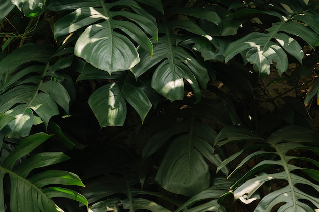 Tropical green leaves background