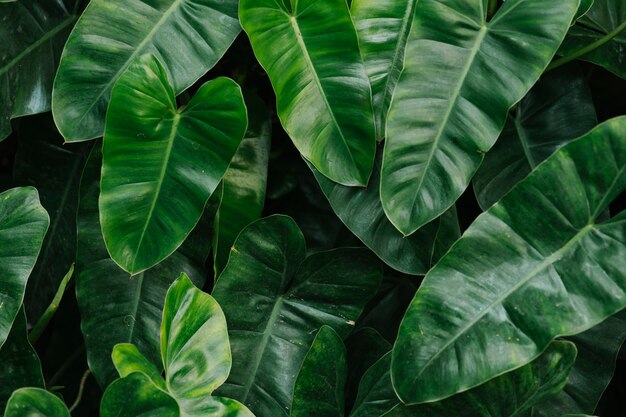 Tropical green leaves background