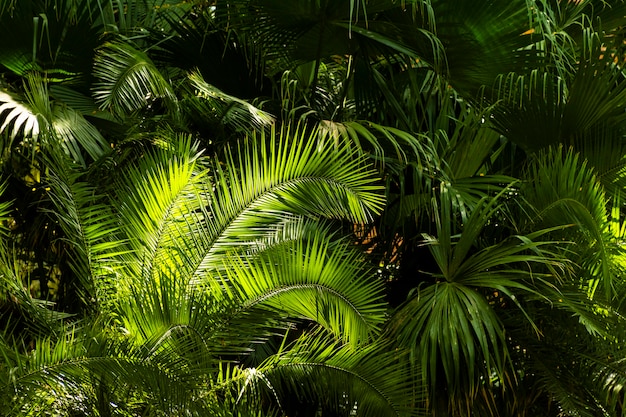 Free photo tropical greenery and plants