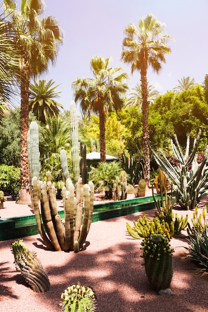 Free Photo tropical landscape with palm trees and cacti