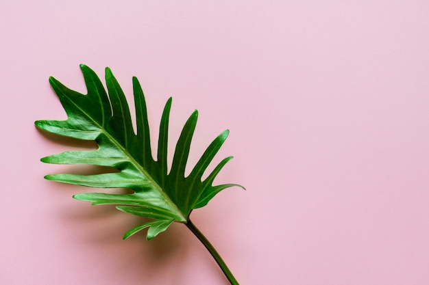 Free photo tropical leaf on pink background