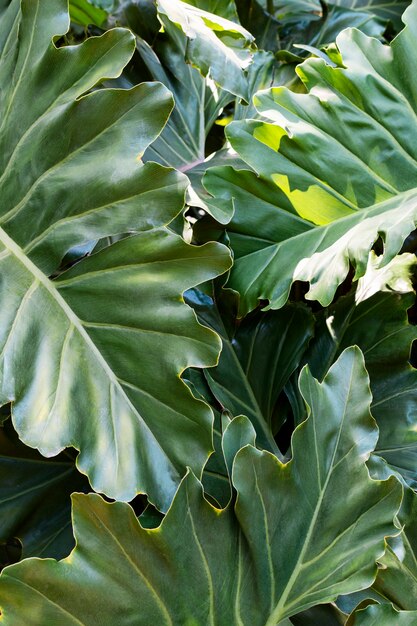 Tropical leafage and plants