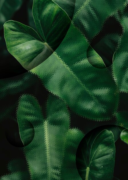 Tropical leaves background