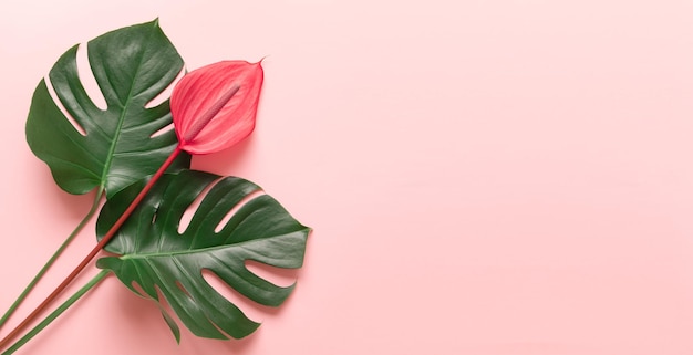 Tropical leaves and red flower of anthurium the summer minimal background