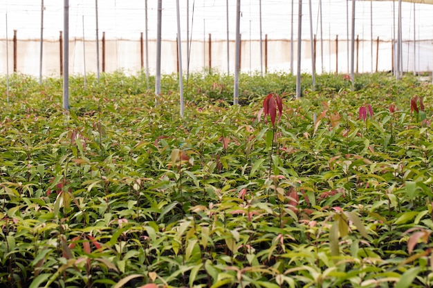 Free photo tropical mango trees with green leaves