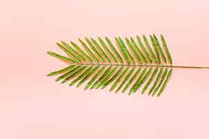 Free photo tropical palm leaves on pink background