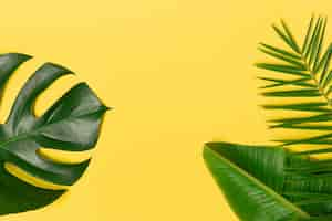 Free photo tropical palm tree leaf on a yellow background vibrant minimal fashion concept