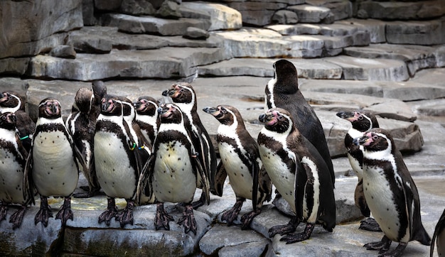 Free photo tropical penguins on the beach near the pool penguins in the zoo