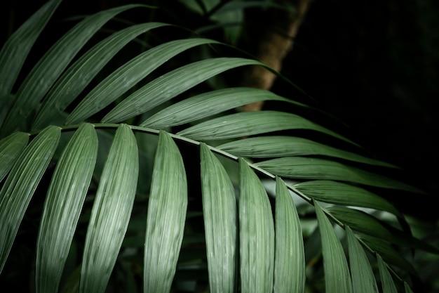 Free photo tropical plant closeup