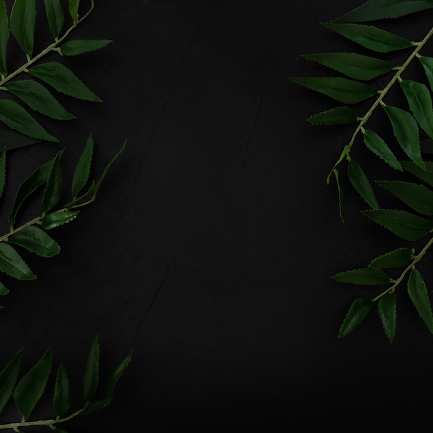 Free Photo tropical plant with green leaves color tone on black background 