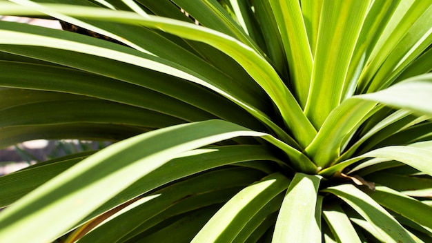 Tropical plant with leaves