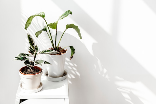 Free Photo tropical plants by a white wall with window shadow