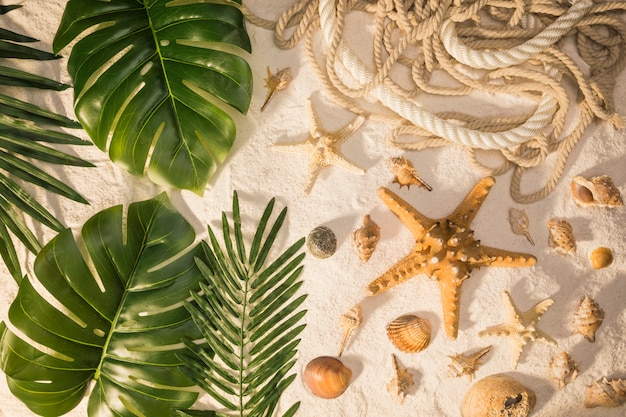 Tropical plants and seashells