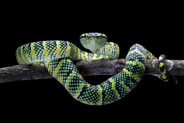 Tropidolaemus wagleri snake closeup on branch Viper snake