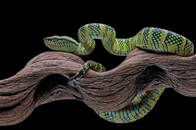 Free photo tropidolaemus wagleri snake closeup on branch