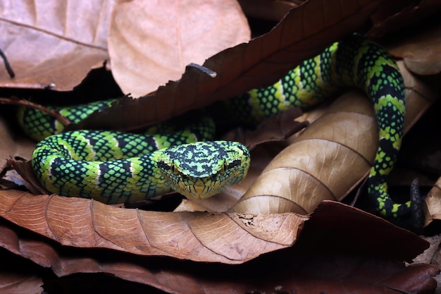 Tropidolaemus wagleri snake hidding on dry leaves