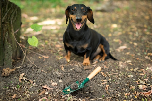 Free Photo truffle mushroom plant and trained dog happy for finding expensive truffles in forest