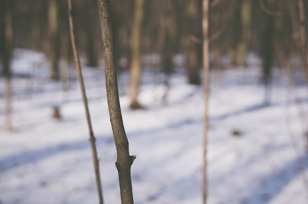 Free photo trunk of a young tree in the woods during winter