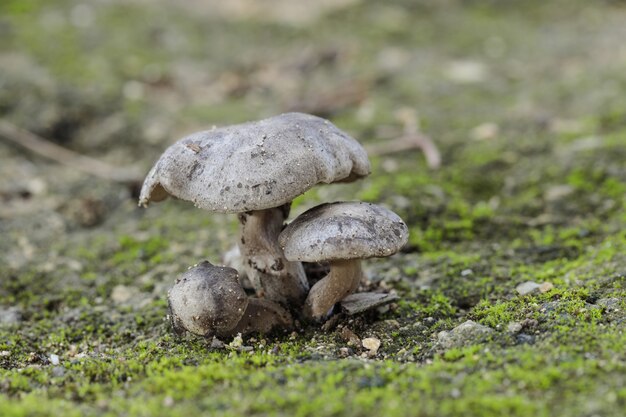 Tuft of Three Lyophyllum littorina fungi