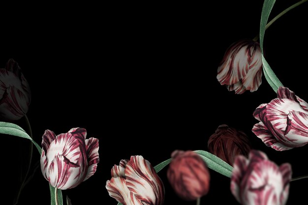 Free Photo tulip border on black background