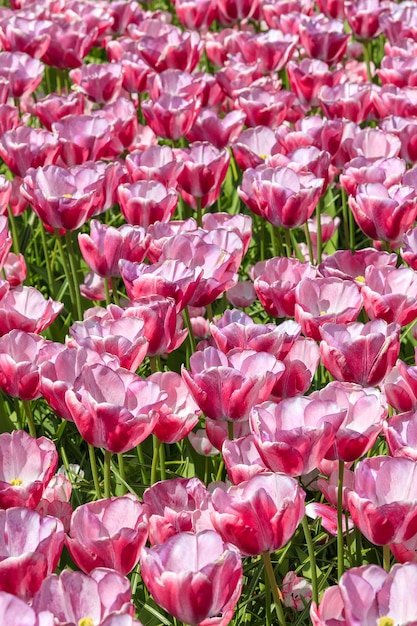 Free photo tulip field in keukenhof flower garden, lisse, netherlands, holland