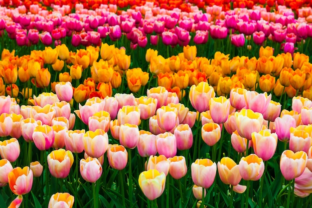 Free photo tulip field in keukenhof gardens, lisse, netherlands