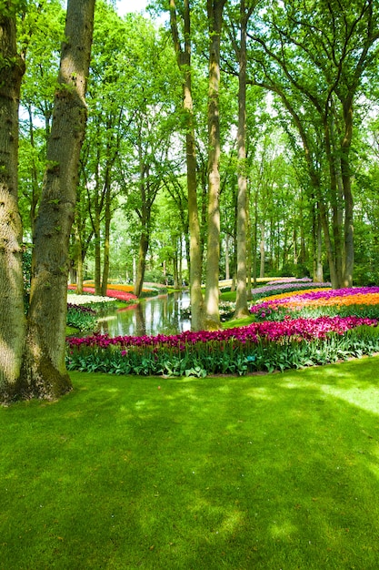 Tulip field in Keukenhof Gardens, Lisse, Netherlands