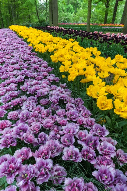 Free photo tulip field in keukenhof gardens, lisse, netherlands