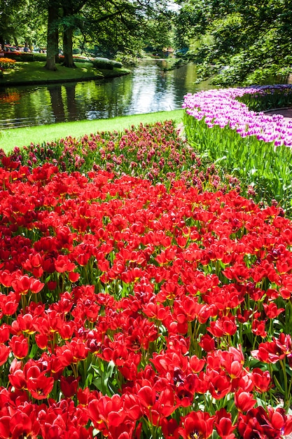 Free photo tulip field in keukenhof gardens, lisse, netherlands