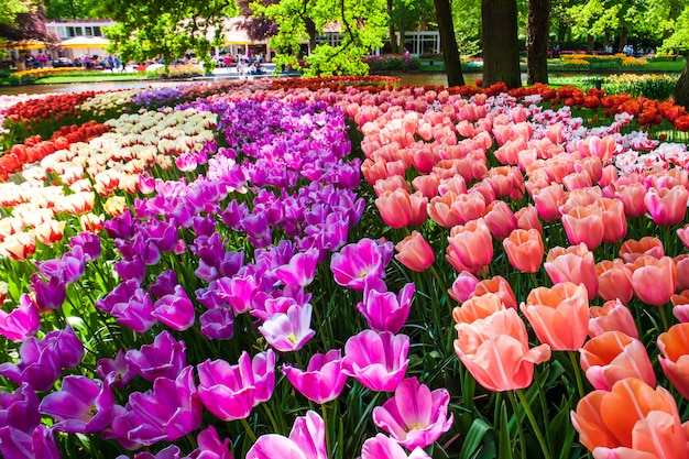 Tulip field in Keukenhof Gardens, Lisse, Netherlands