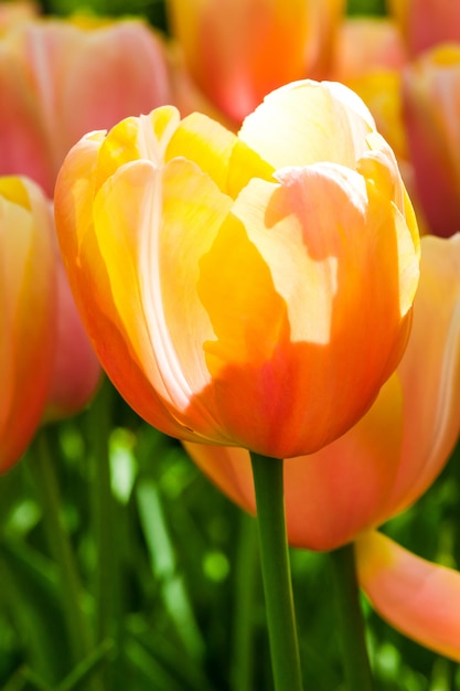 Free photo tulip field in keukenhof gardens, lisse, netherlands