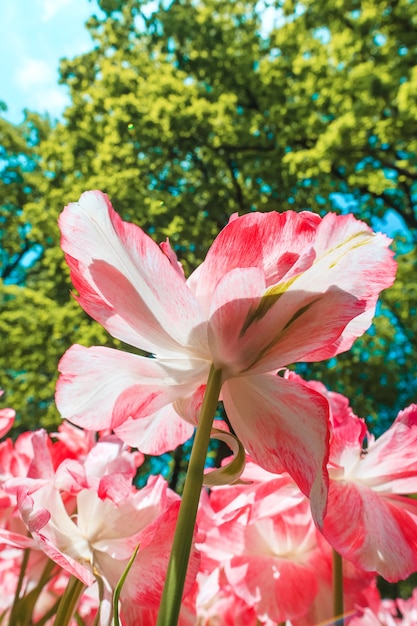 Free photo tulip field in keukenhof gardens, lisse, netherlands