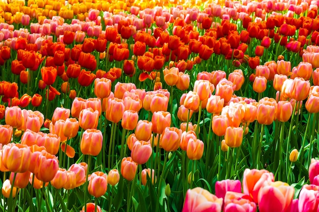 Free photo tulip field in keukenhof gardens, lisse, netherlands